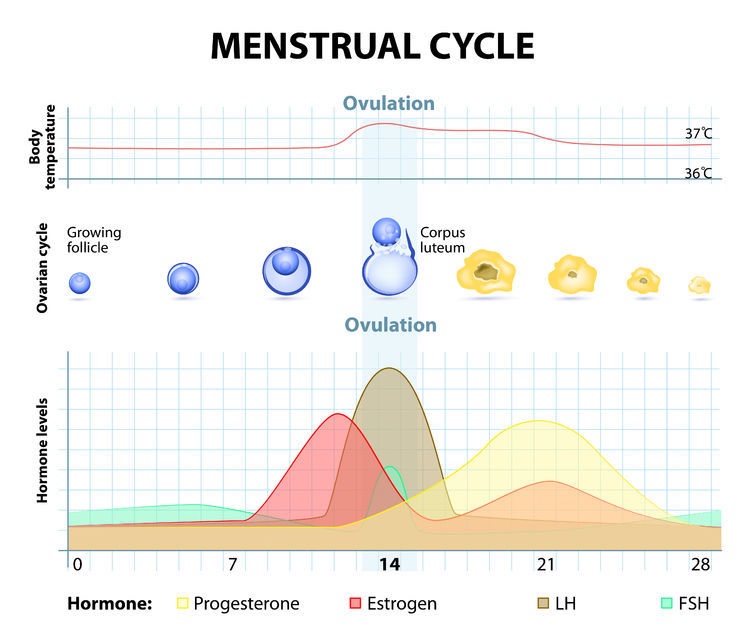Grafico del menstrual cycle