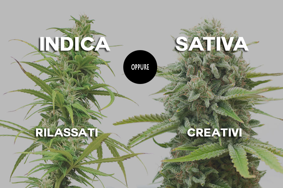 Piante di cannabis, la indica e la sativa