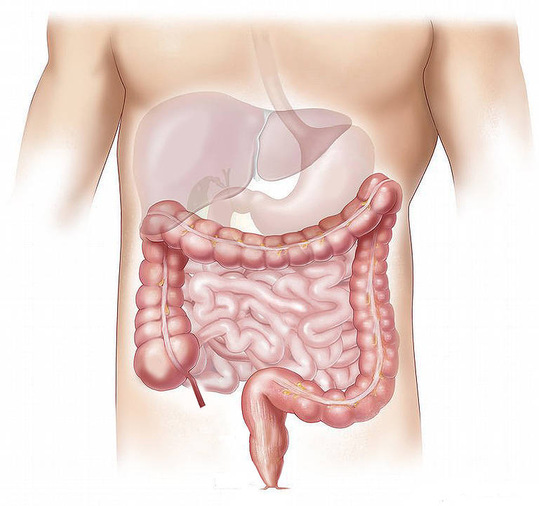 Corpo umano e l'intestino